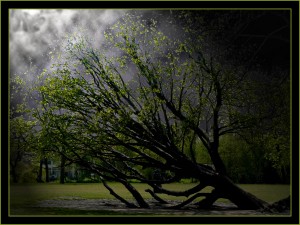the end vondel park